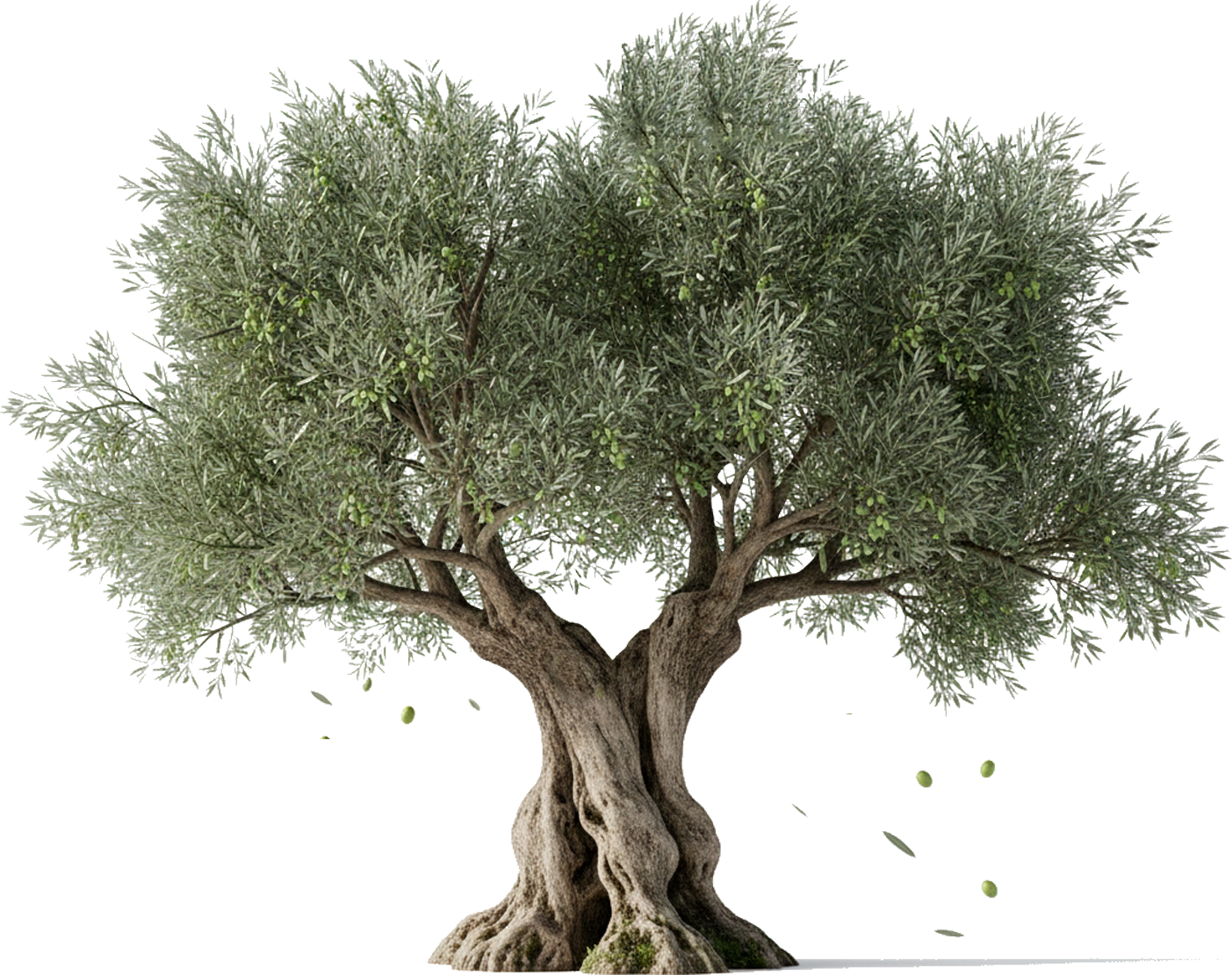 Olive Tree